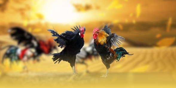 du-doan-ket-qua-da-ga-truc-tiep-sv388