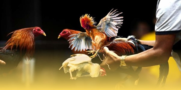 lua-chon-nen-tang-da-ga-truc-tiep-ga888