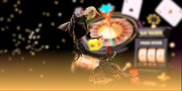 mcw-da-ga-cua-dao-nguon-goc