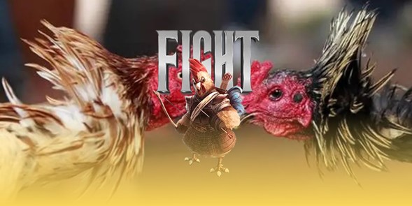 nam-luat-da-ga-truc-tiep