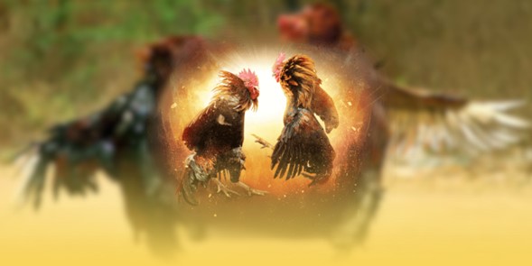 trai-nghiem-da-ga-truc-tiep