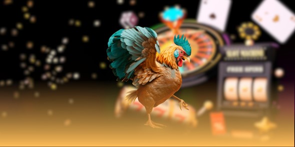 uu-dai-mcw-da-ga-cua-dao